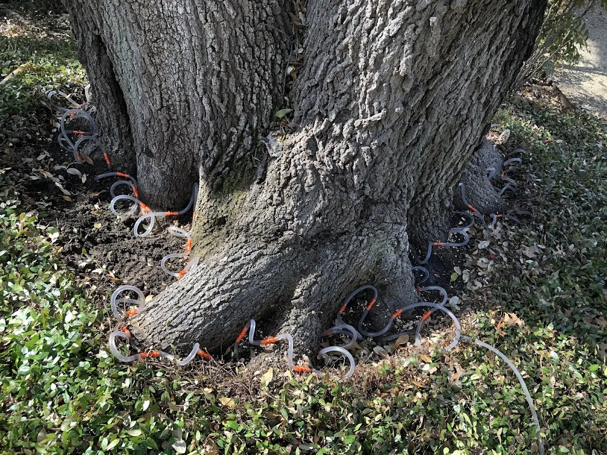 Detailed Tree Cabling and Bracing job site in Warrendale