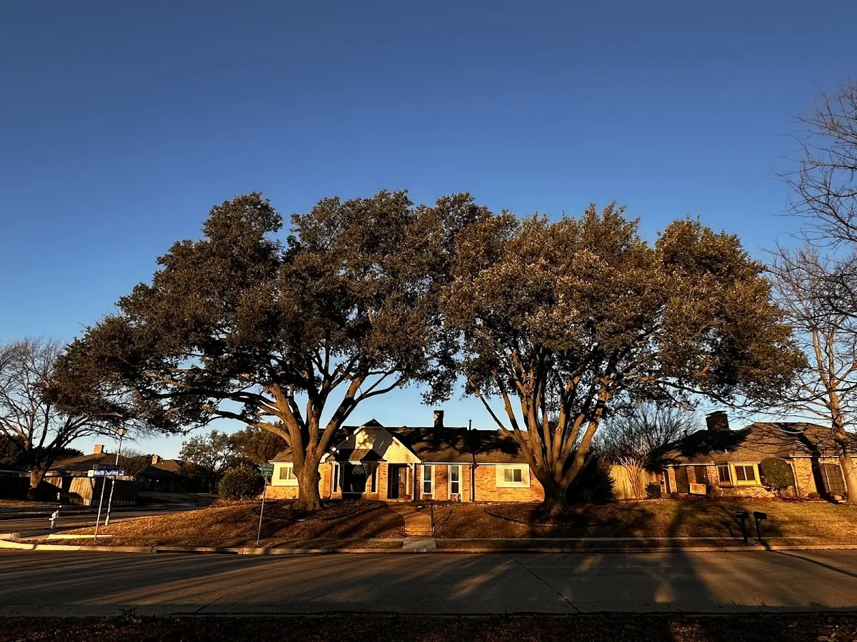 Established residential canopy tree shading a home in Warrendale